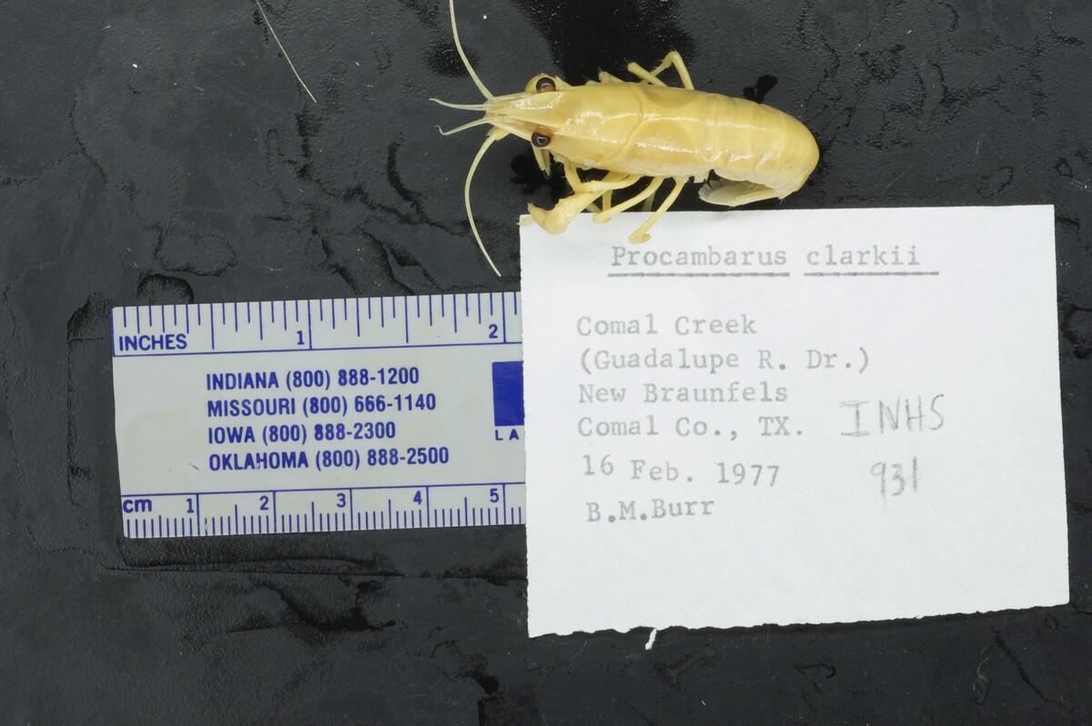 Procambarus clarkii image